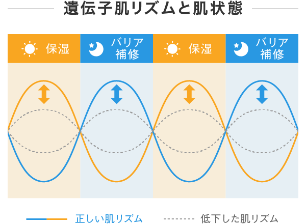 遺伝子肌リズムと肌状態