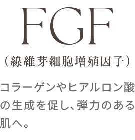 FGF（線維芽細胞増殖因子）