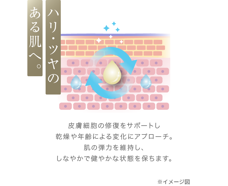 ハリ・ツヤのある肌へ。